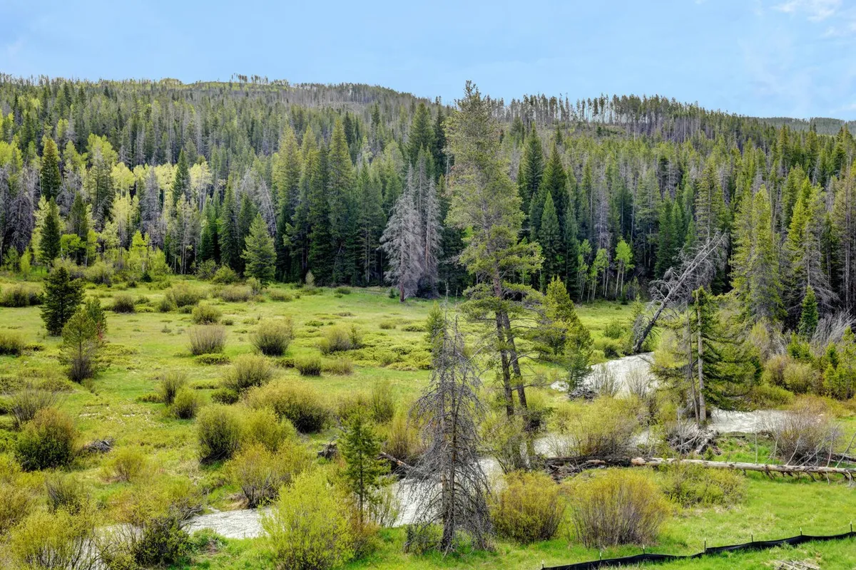 A tranquil natural setting with lush green meadows, tall coniferous trees, and a meandering stream, suggestive of hiking and peaceful outdoor exploration. The scene is serene, inviting guests to connect with nature in every season.